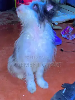 3-6 months Female Mixed Breed Chihuahua