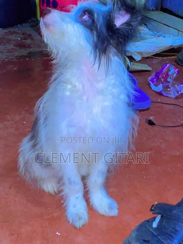 3-6 months Female Mixed Breed Chihuahua