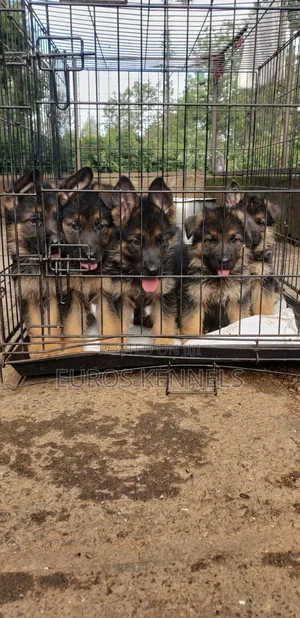 1-3 months Male Purebred German Shepherd