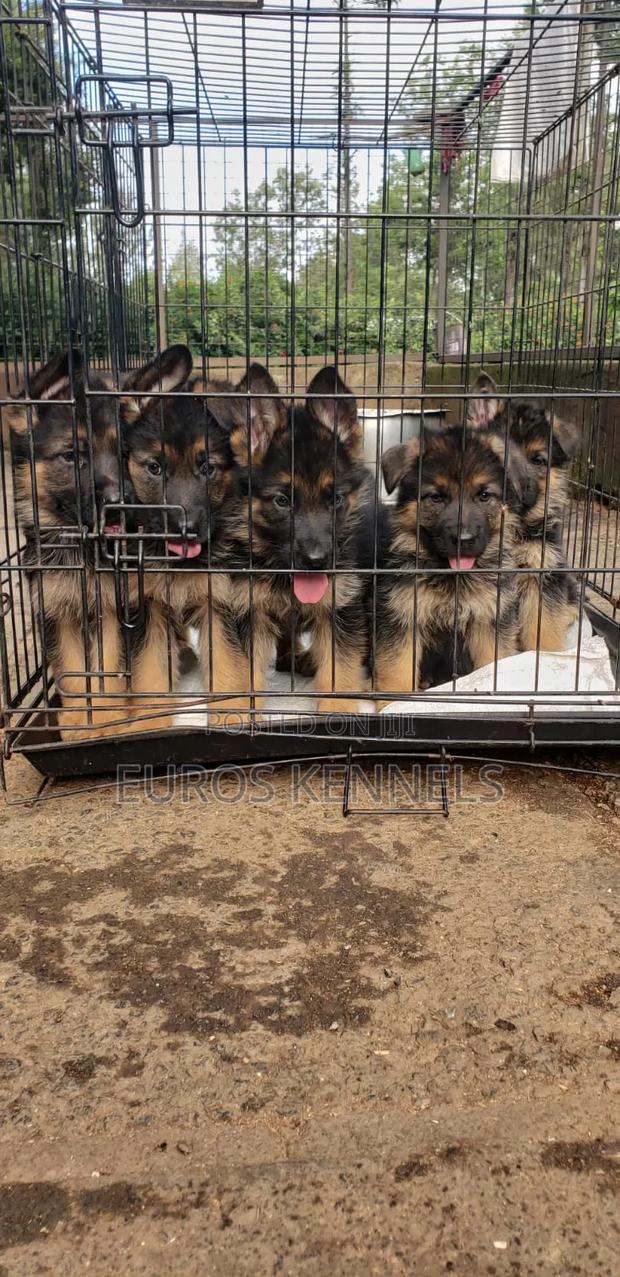 1-3 months Male Purebred German Shepherd - thumbnail 2