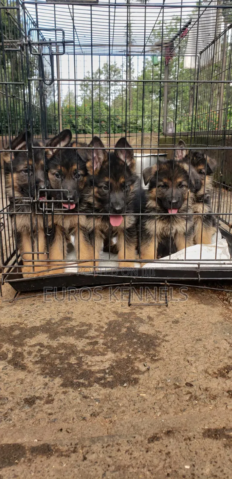 1-3 months Male Purebred German Shepherd