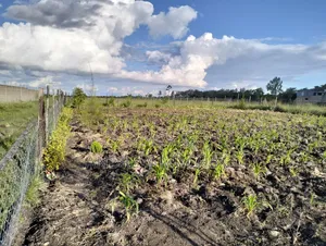 1/4 Acre Land