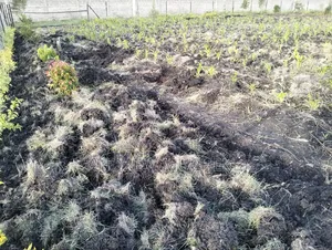 1/4 Acre Land