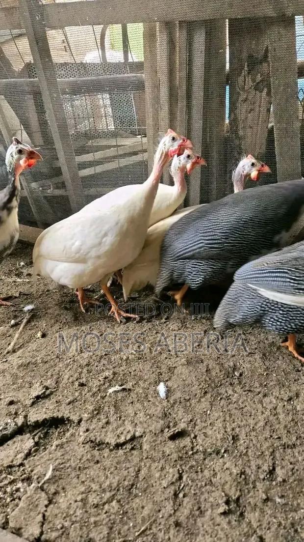 Guinea Fowls Chicks - thumbnail 3