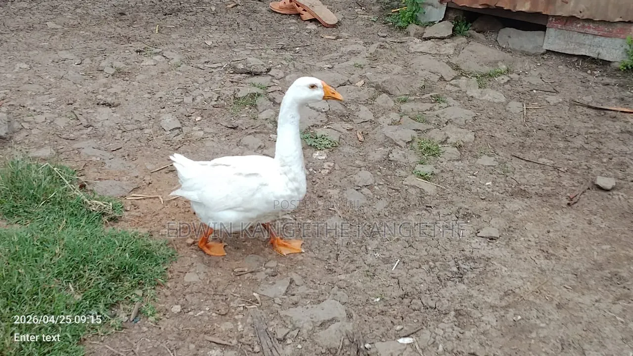 Chinese Geese