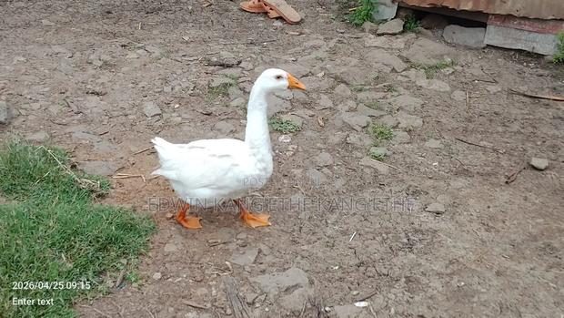 Chinese Geese