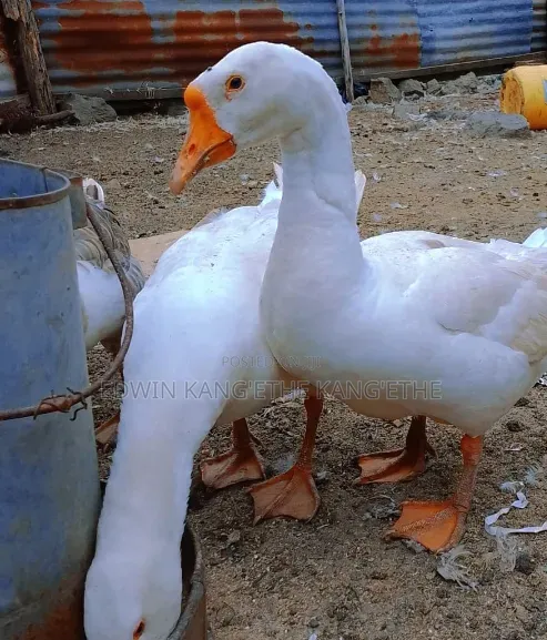 Chinese Geese