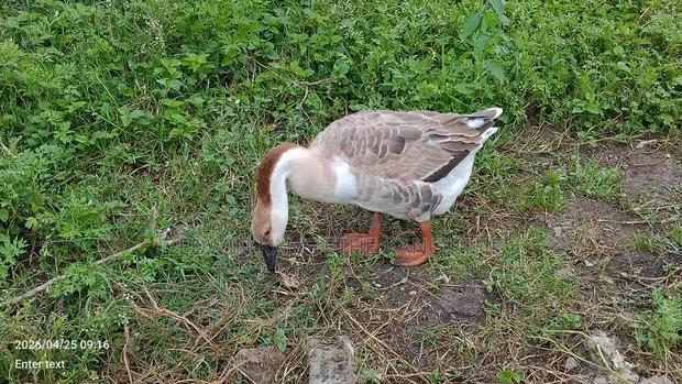 African Geese