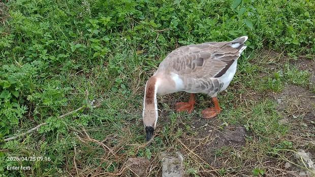 African Geese - thumbnail 2