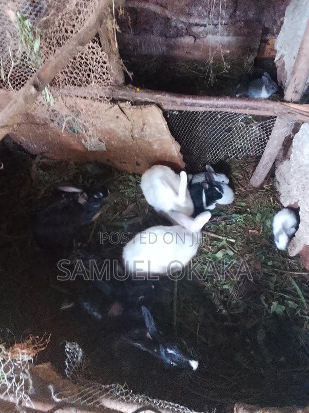 Rabbits Kids to Mature