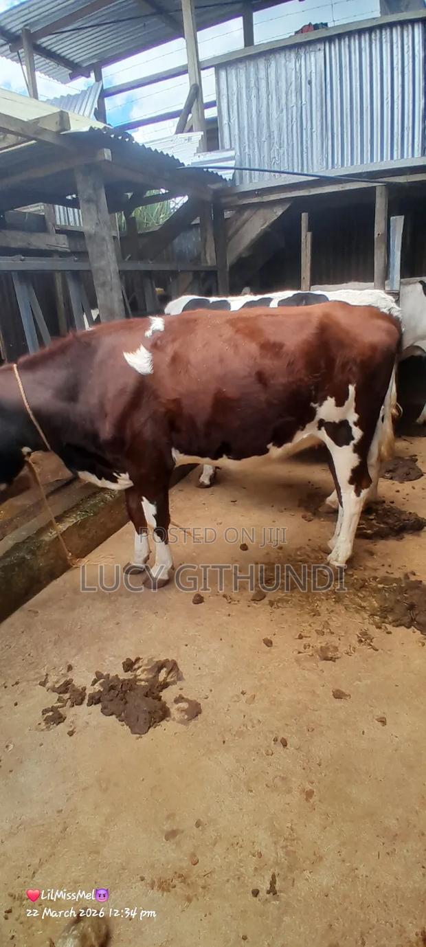 “High Producing Ayrshire Milker Ready for Daily Income”