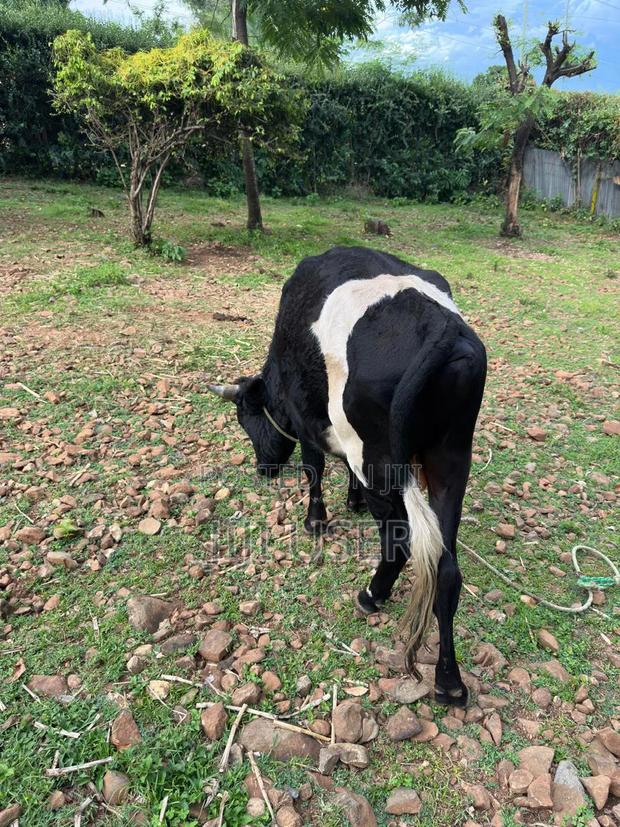 Friesian Cow