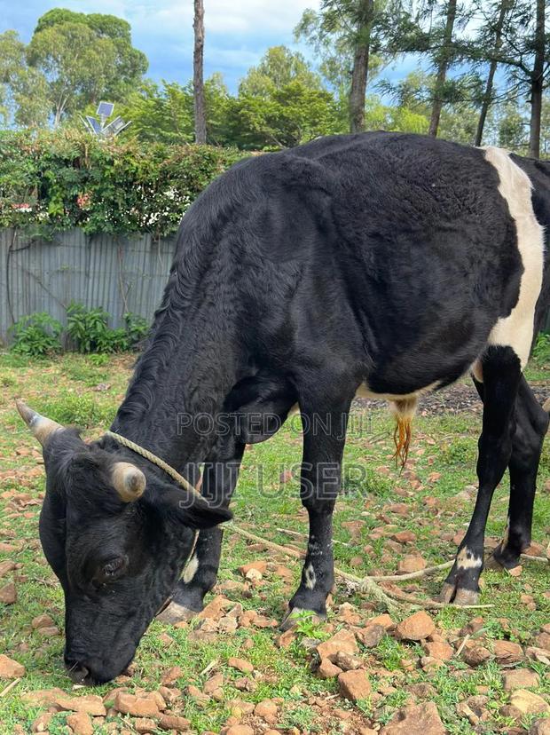 Friesian Cow - thumbnail 2