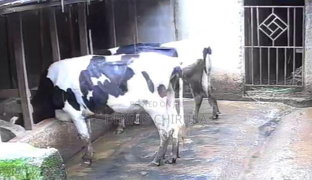 Lactating Holstein Friesian Cow for Sale