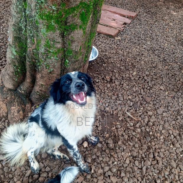 6-12 months Female Purebred Border Collie - thumbnail 2