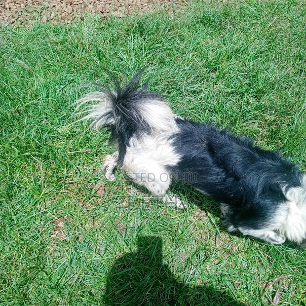 6-12 months Female Purebred Border Collie - thumbnail 3