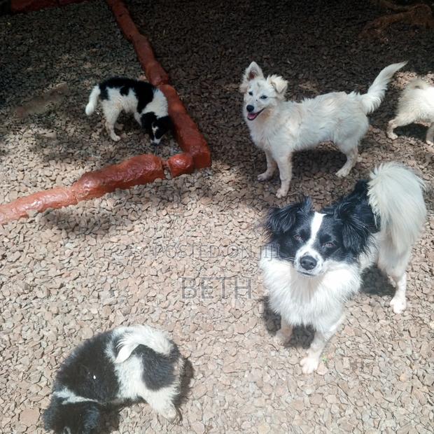 6-12 months Female Purebred Border Collie - thumbnail 5