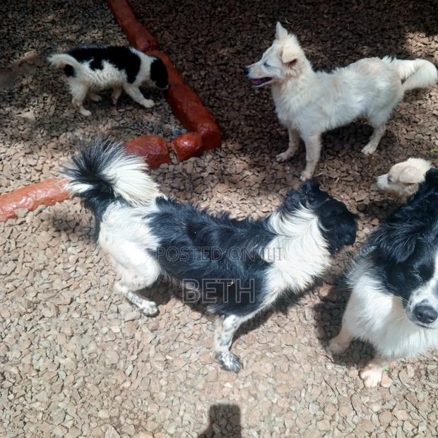 6-12 months Female Purebred Border Collie