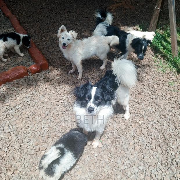 6-12 months Female Purebred Border Collie - thumbnail 6
