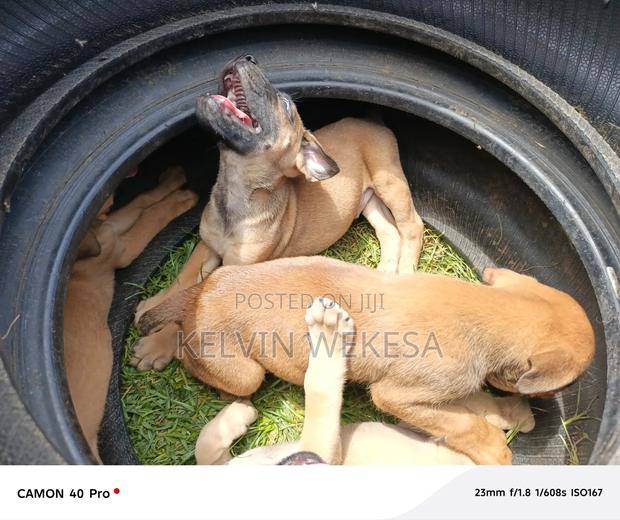 1-3 months Male Purebred Boerboel - thumbnail 4