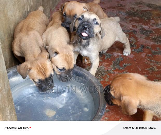 1-3 months Male Purebred Boerboel - thumbnail 5