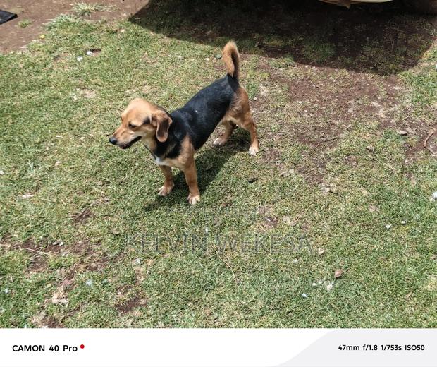 1+ year Female Purebred Dachshund - thumbnail 2