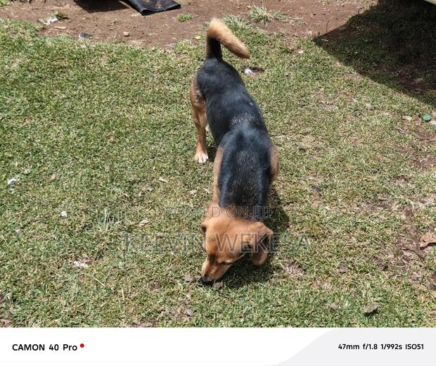1+ year Female Purebred Dachshund - thumbnail 3
