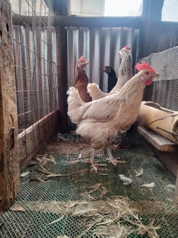 Pure Kienyeji Chicken - thumbnail 5