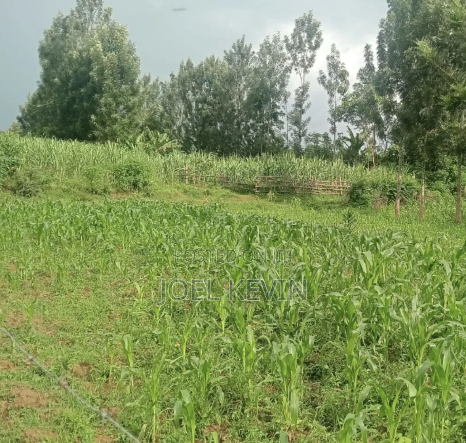 Plot on Sale 50×150 in Suneka