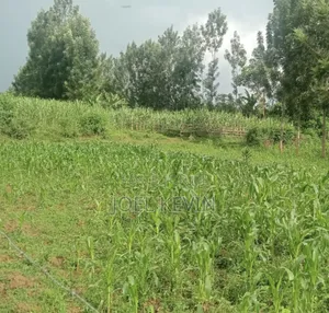 Plot on Sale 50×150 in Suneka