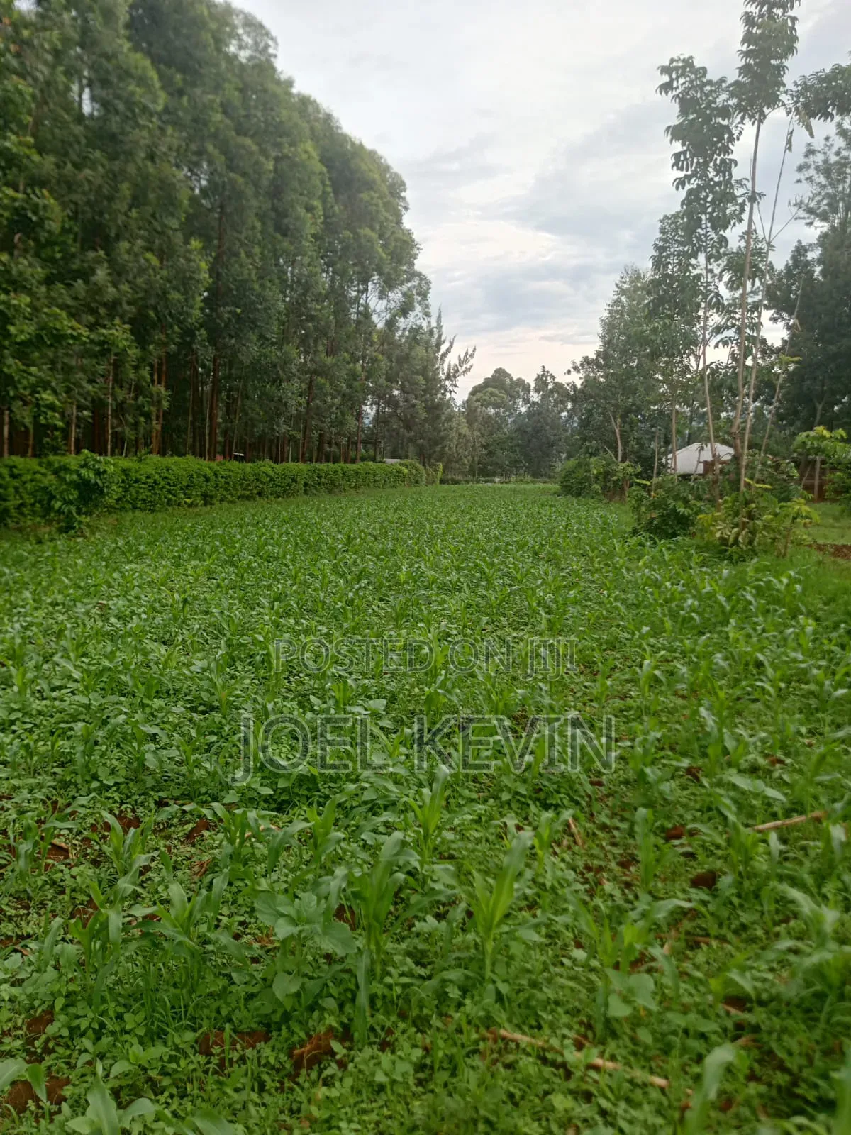 Plot on Sale 50×150 in Suneka