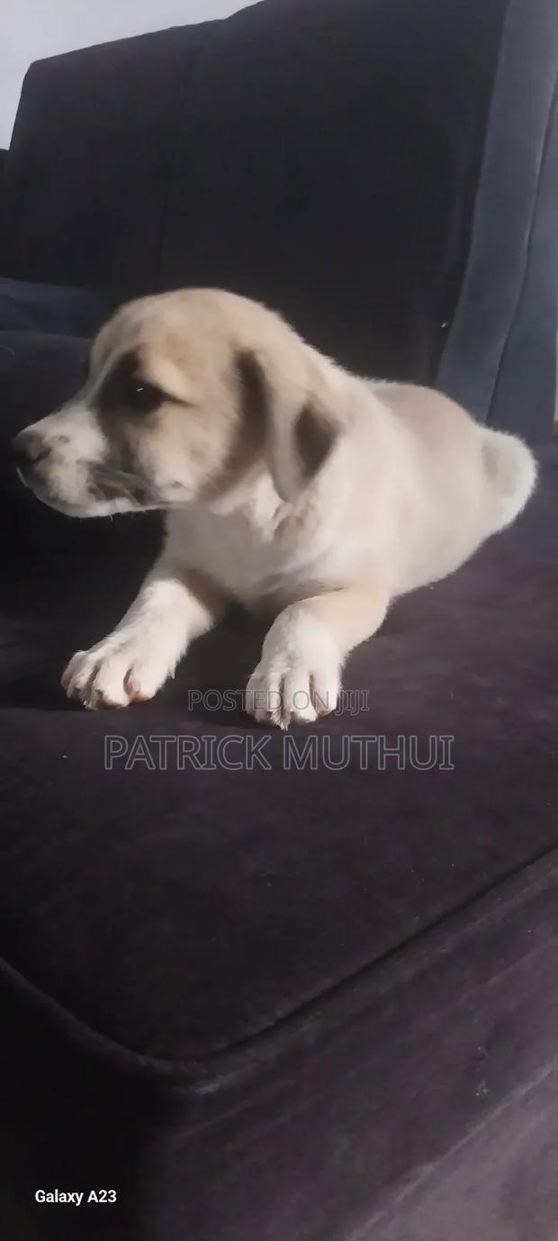 1-3 months Male Mixed Breed Boerboel - thumbnail 10