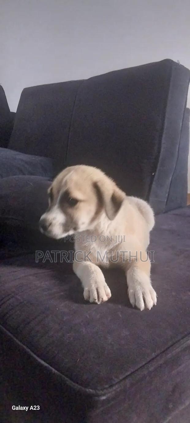 1-3 months Male Mixed Breed Boerboel - thumbnail 11