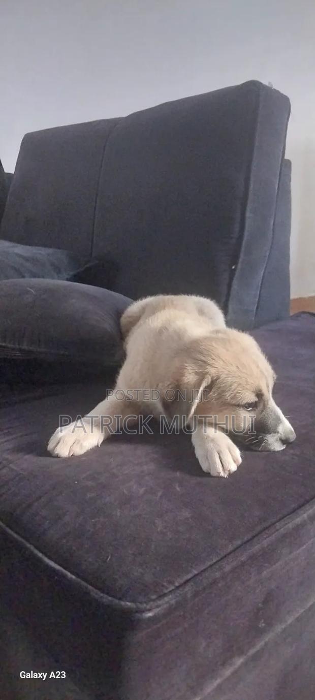 1-3 months Male Mixed Breed Boerboel - thumbnail 13