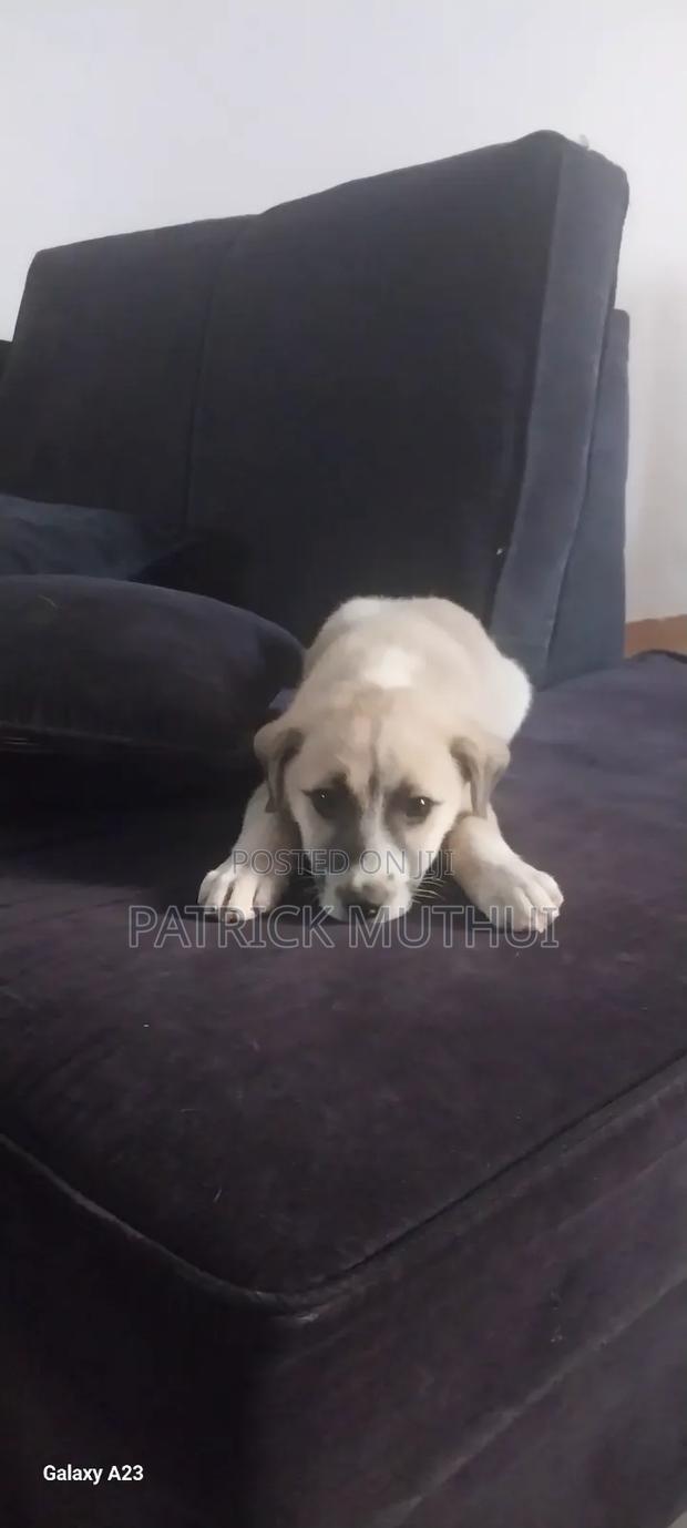 1-3 months Male Mixed Breed Boerboel - thumbnail 14