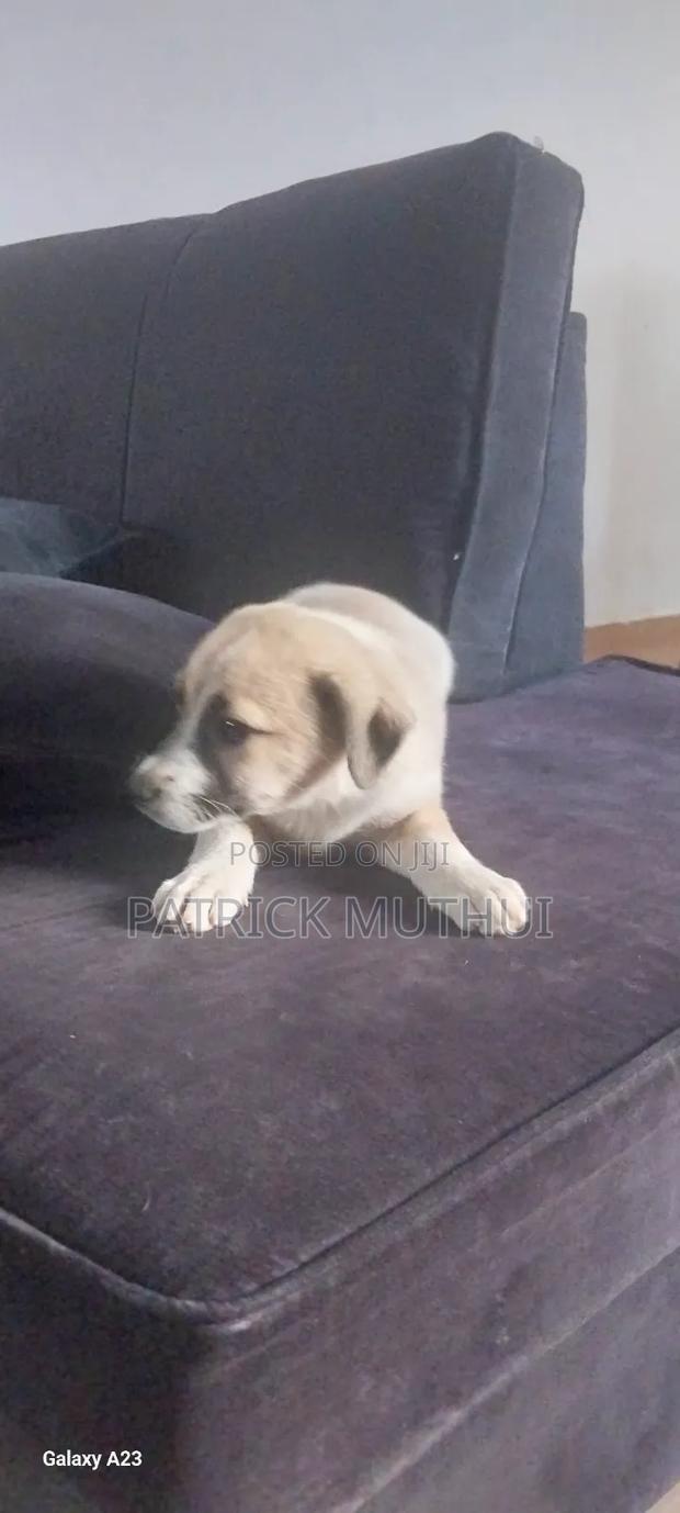 1-3 months Male Mixed Breed Boerboel - thumbnail 15