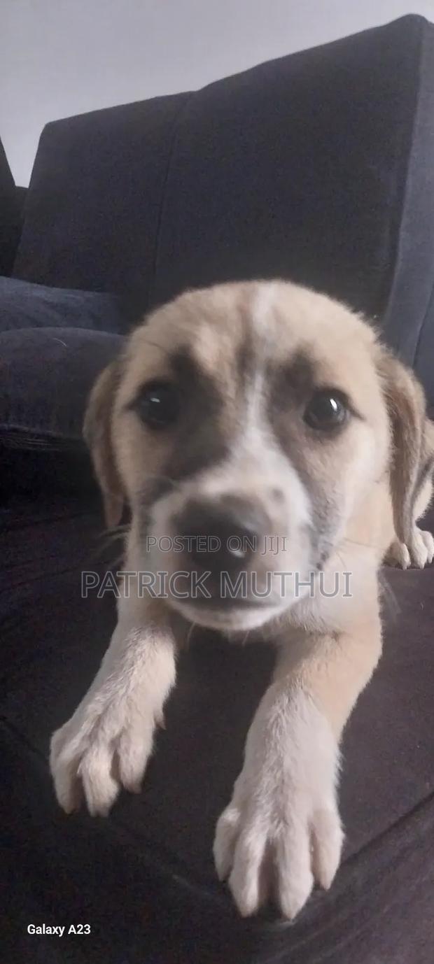 1-3 months Male Mixed Breed Boerboel - thumbnail 17
