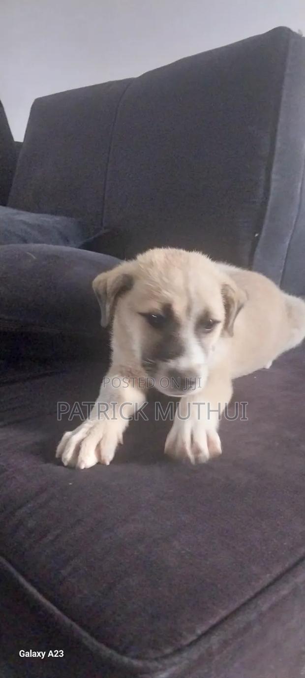 1-3 months Male Mixed Breed Boerboel - thumbnail 18