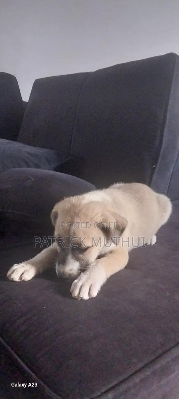 1-3 months Male Mixed Breed Boerboel - thumbnail 19