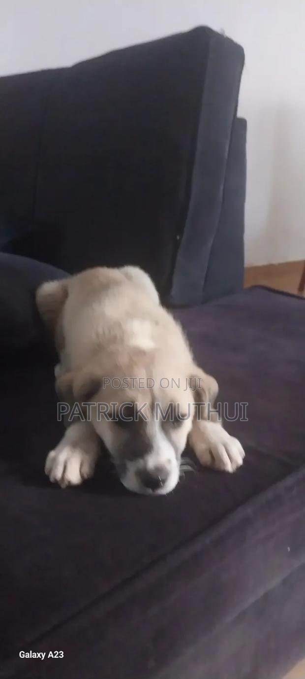1-3 months Male Mixed Breed Boerboel - thumbnail 20