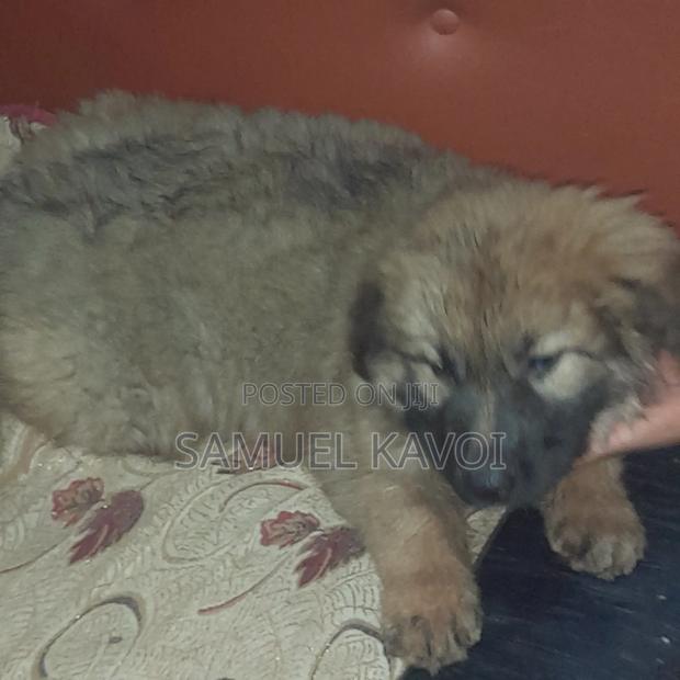 0-1 month Male Purebred Caucasian Shepherd