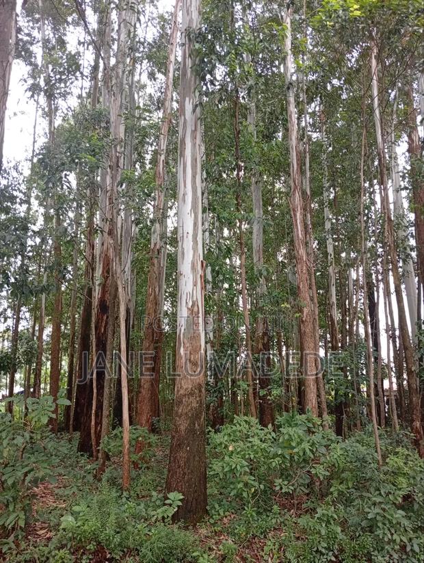 Eucalyptus Or Blue Gum Trees On Sale - thumbnail 2