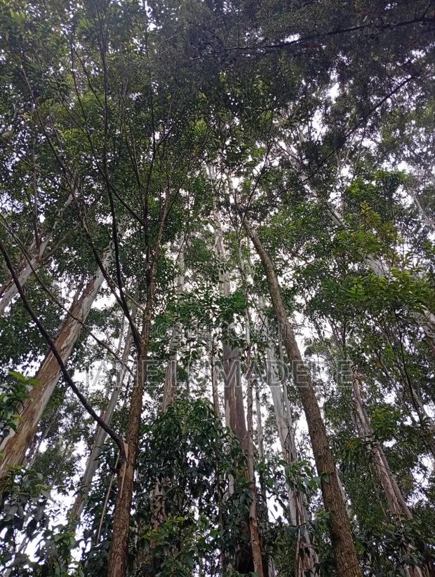 Eucalyptus Or Blue Gum Trees On Sale - thumbnail 3
