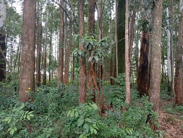 Eucalyptus Or Blue Gum Trees On Sale