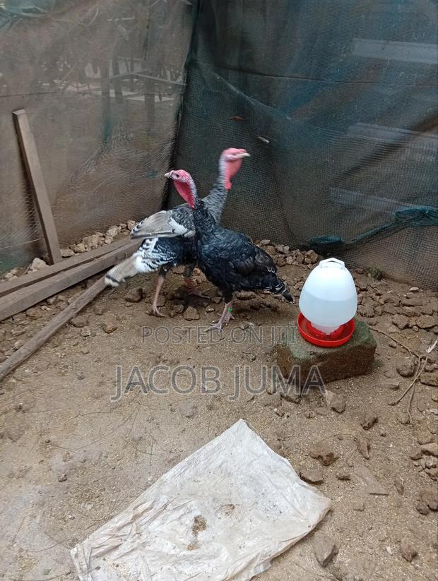 Mature Turkey for Sale