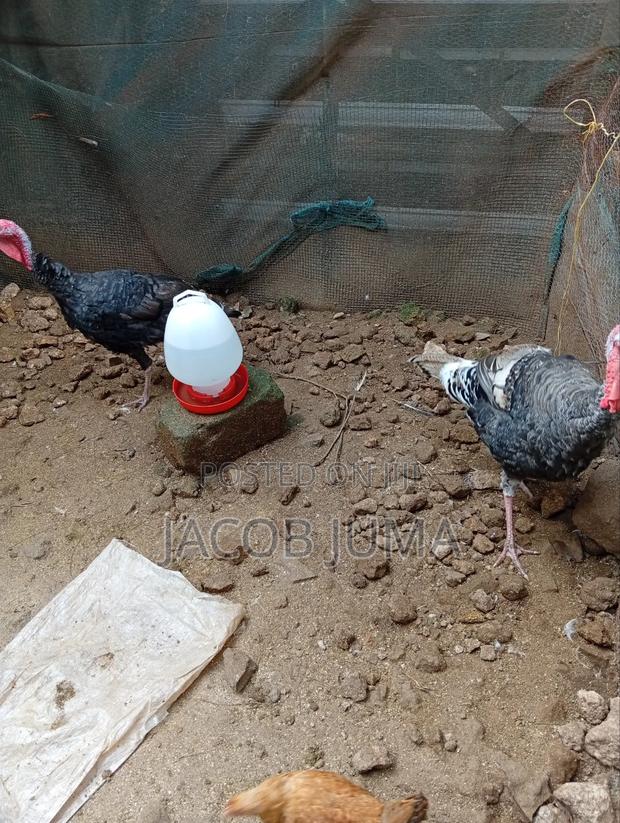 Mature Turkey for Sale - thumbnail 2