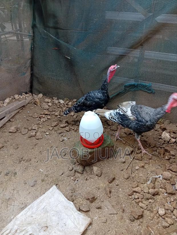 Mature Turkey for Sale - thumbnail 3