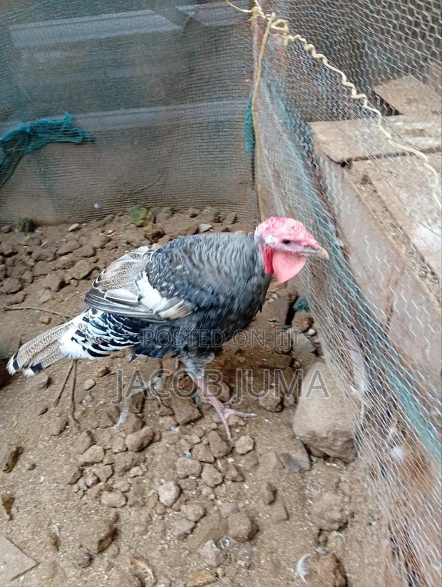 Mature Turkey for Sale - thumbnail 4