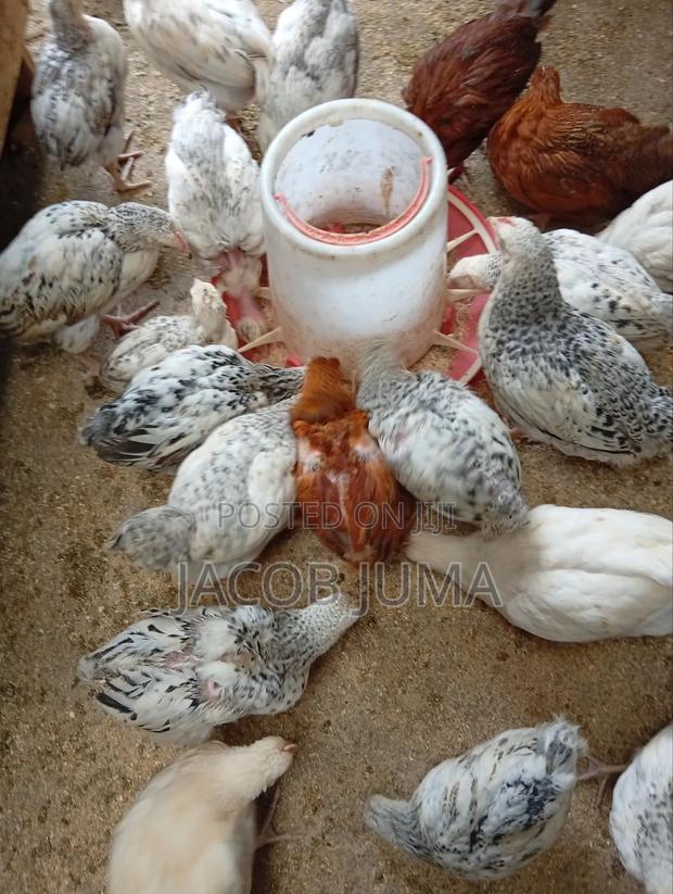 Kienyeji Chicks for Sale, 7 Weeks