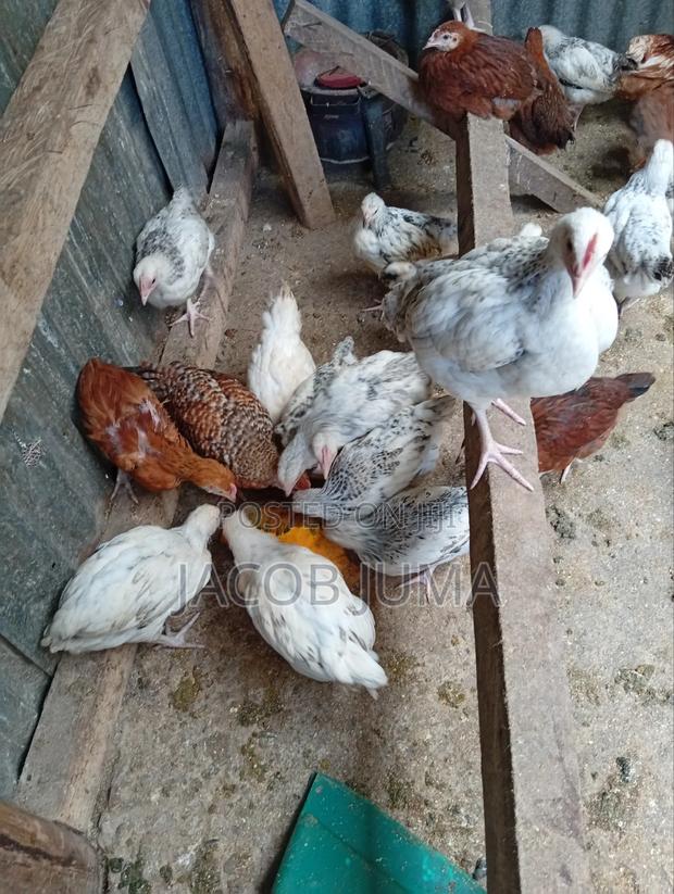 Kienyeji Chicks for Sale, 7 Weeks - thumbnail 3